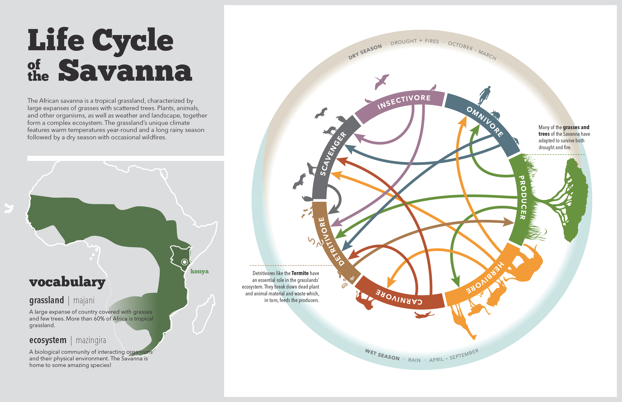 Life Cycle of the Savannah
